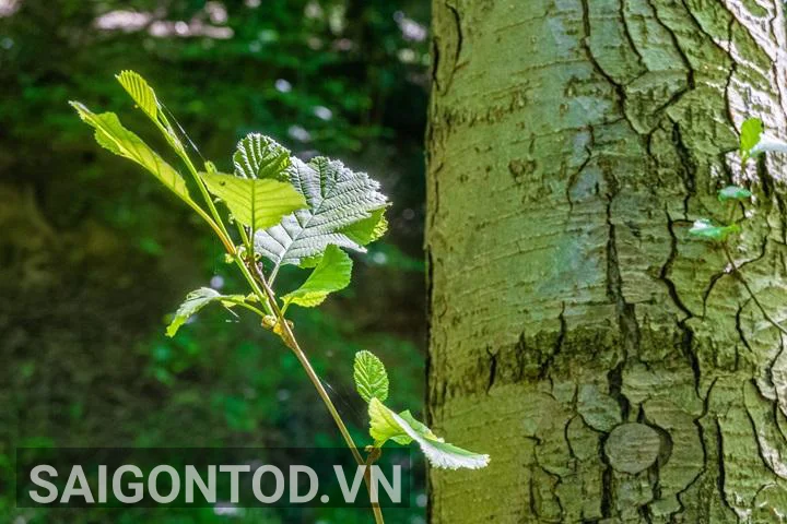 5 Sự Thật Gây Bất Ngờ Về Mệnh Mộc: Bạn Có Thực Sự Hiểu Rõ Bản Mệnh Của Mình?